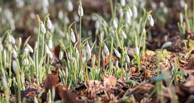 Snowdrops