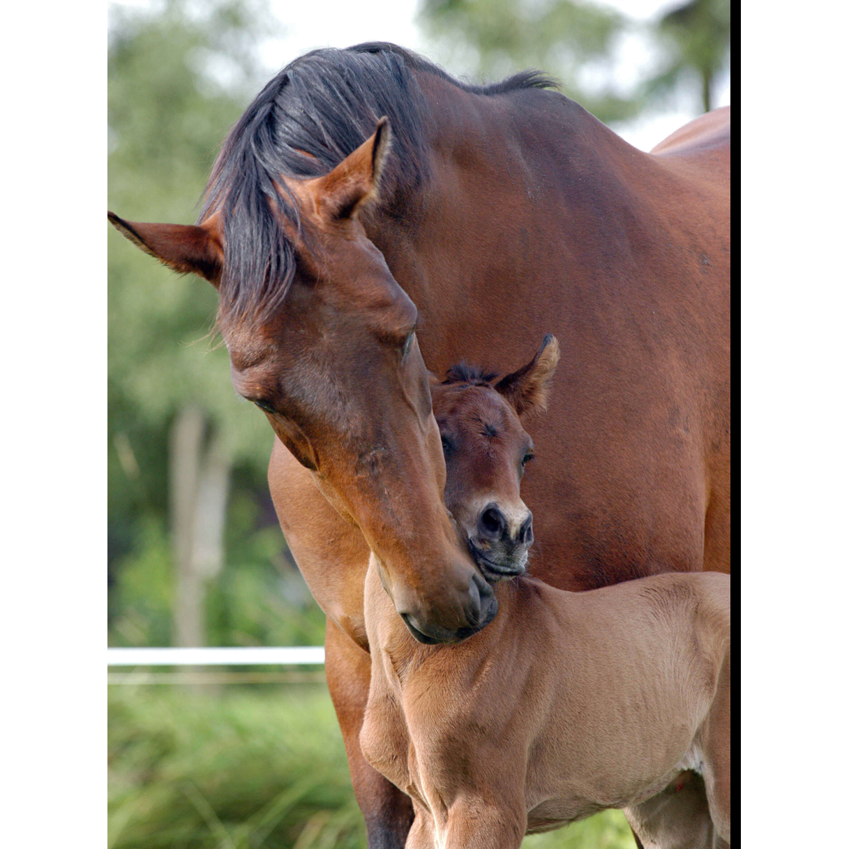 Broodmare