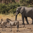 Elephant and Zebra
