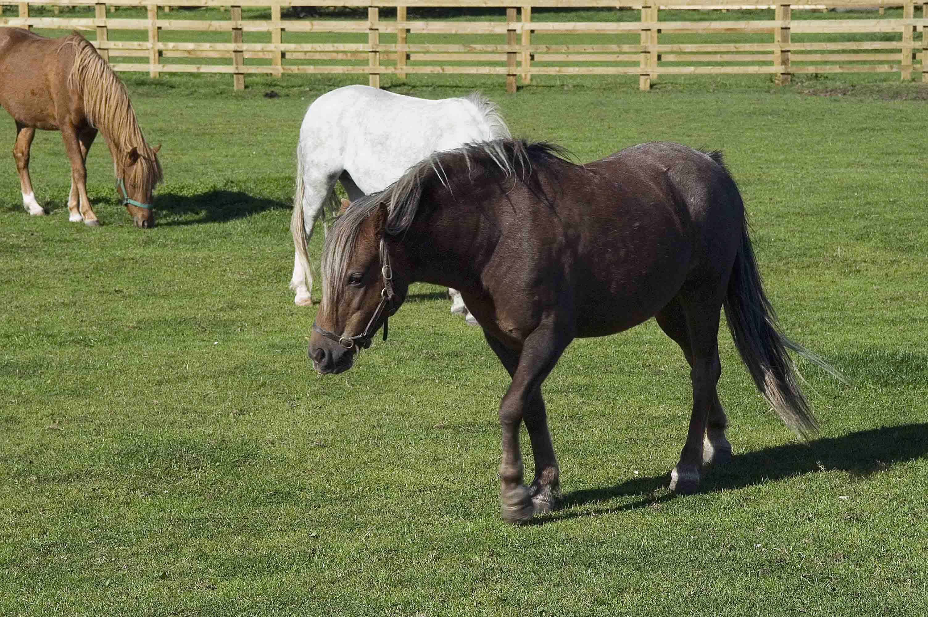 equine vet