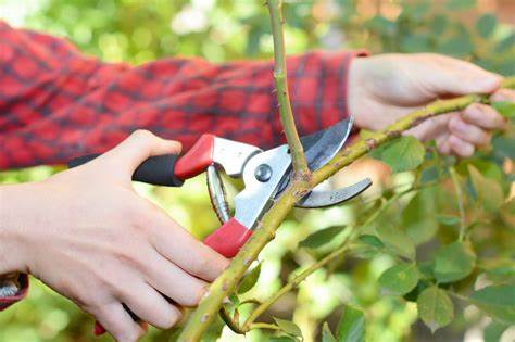 pruning