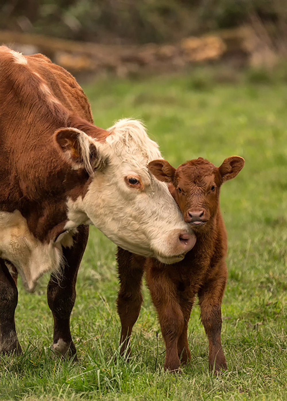 cow and calf