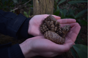 Pine cones