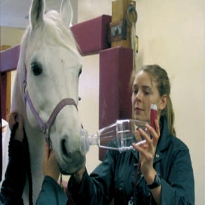 Equine Respiratory