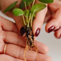 Woman hands holding a small green plant