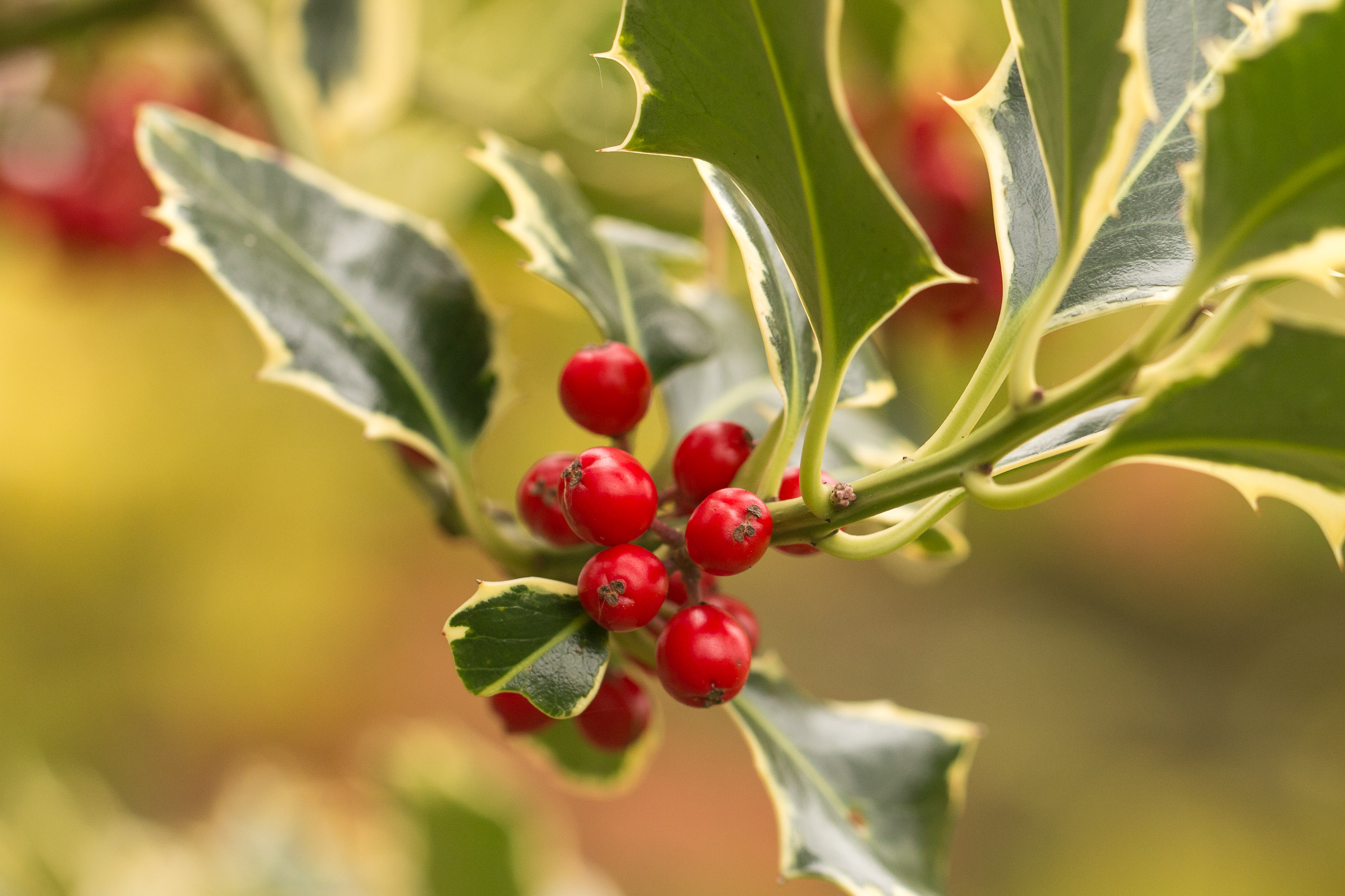 Holly