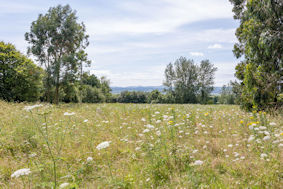 wildflower meadow