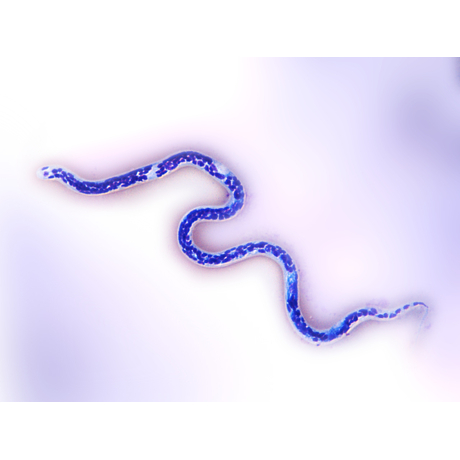 Dirofilaria immitis