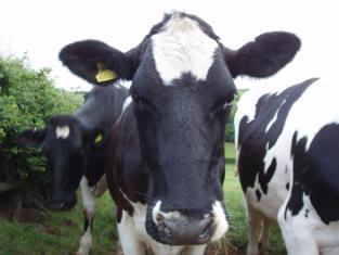 Practical Skills in Equine Dermatology