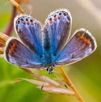 Blue butterfly sitting on a grass stalk