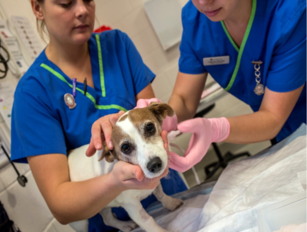 Vet Nurse holding dog