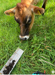 Bovine quality control of peat sampling