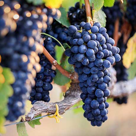 Grapes