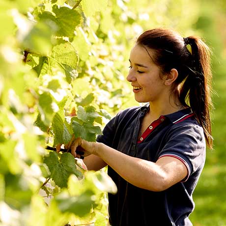 Harper Vineyard