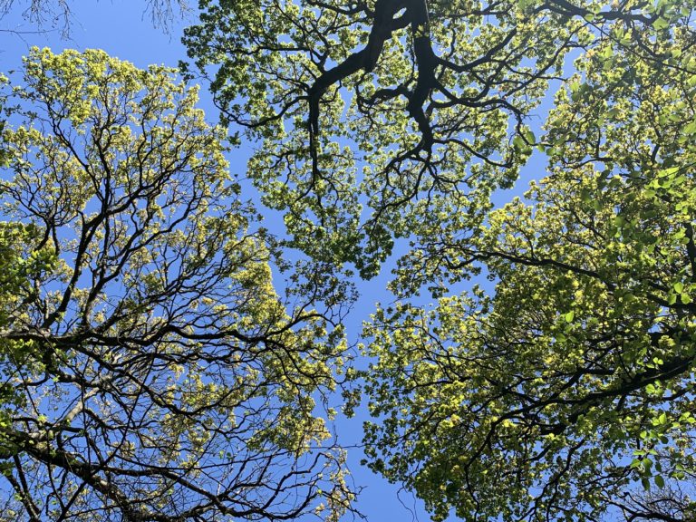 TREE COVER