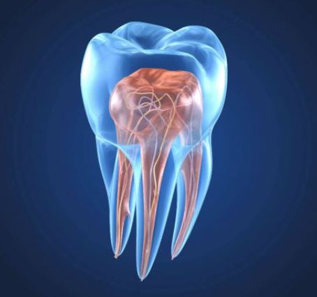 Endodontic Refresher Course