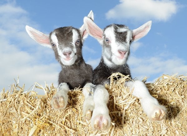 Friendly goats at Pennywell Farm