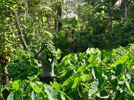 banana farming