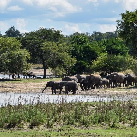 ZAMBIA ELEPHANTS