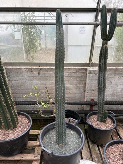 Echinopsis pachanoi 1.3m