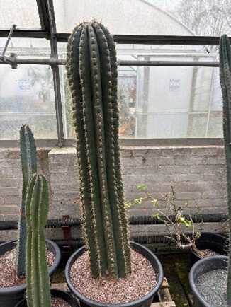 Leucostele (Echinopsis) terscheckii 1.25m