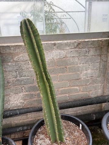 Cereus forbesii 0.8m