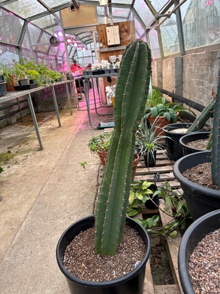 Cereus forbesii 0.75m