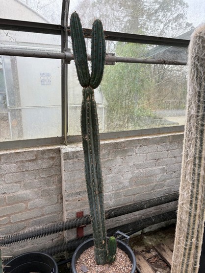 Echinopsis pachanoi 1.4m