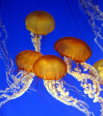sea nettles