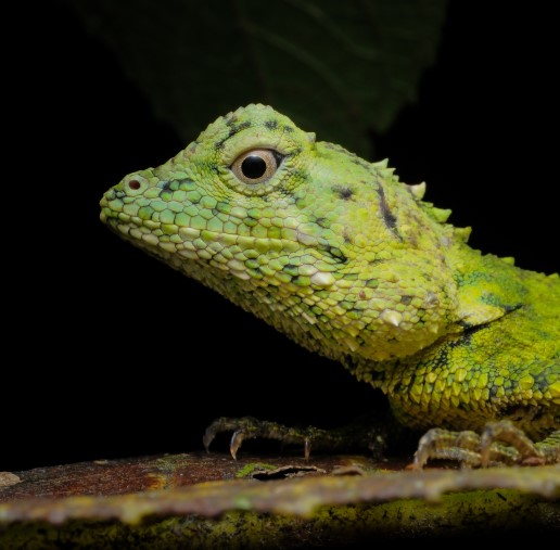 Borneo deposit 2026/27