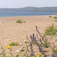 Slapton Field Course