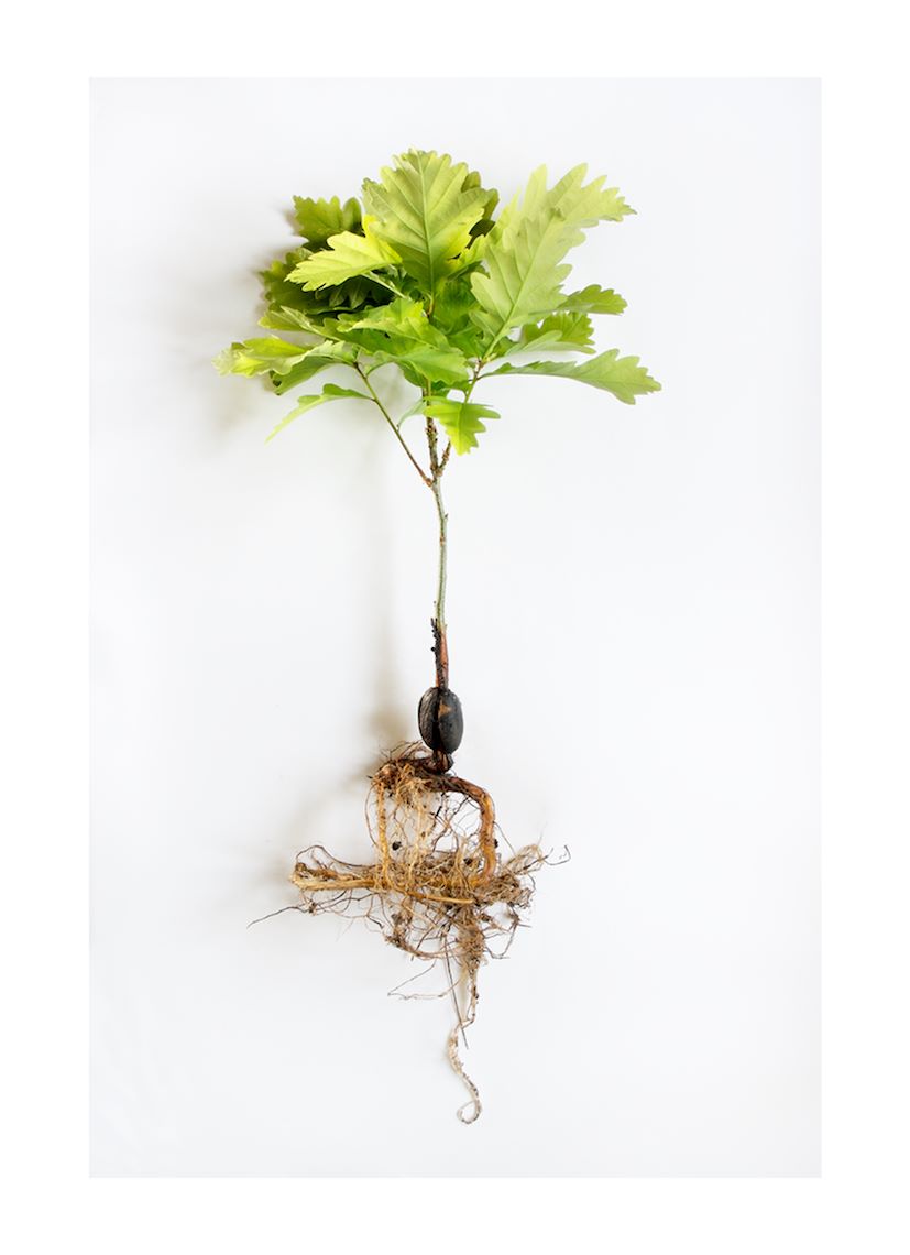 Ackroyd & Harvey, Joseph Beuys: Acorns, 2007. C-print. Courtesy of the artists.