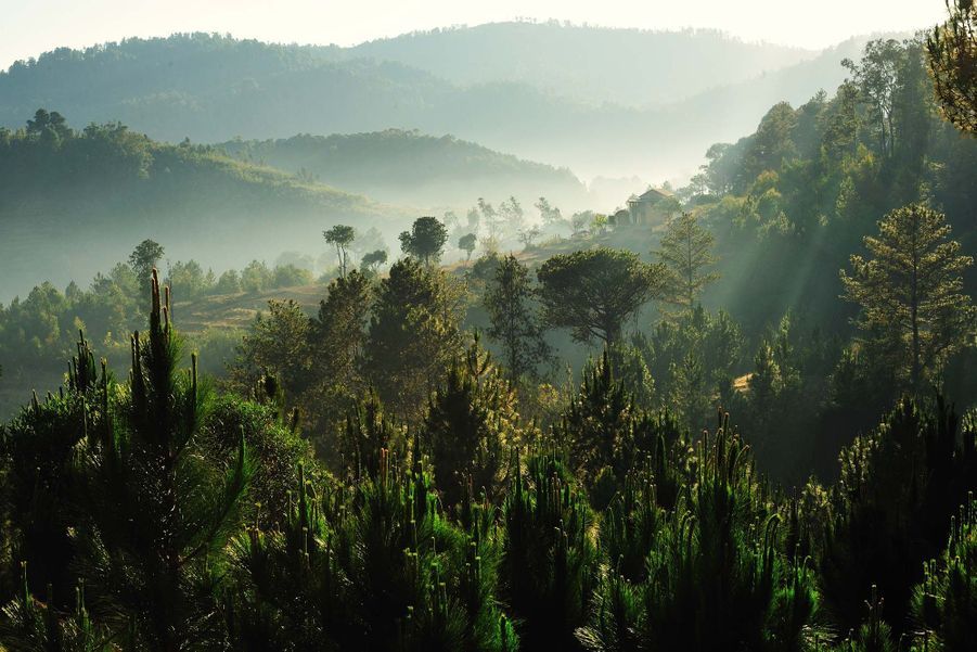 Madagascan Forest