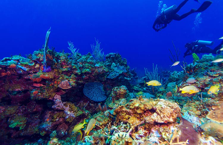 Cuban Diving