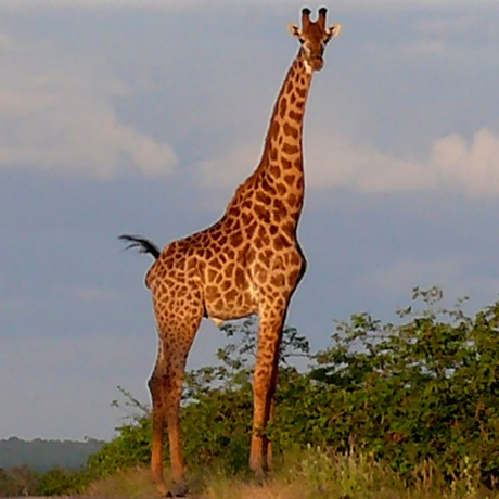 SA - Giraffe