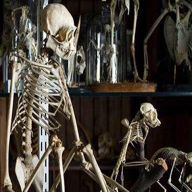 The Grant Museum of Zoology