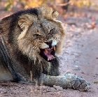 Botswana Trip June 2026