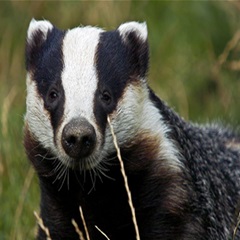 Badger