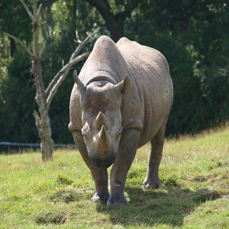 Chester Zoo