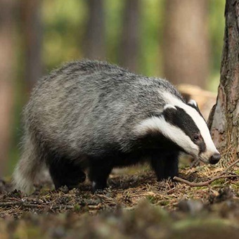 Badger