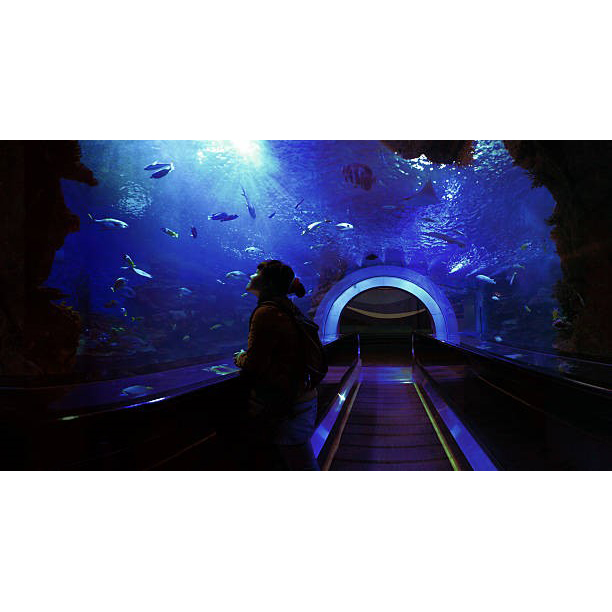 Sea life