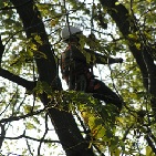 Tree climbing
