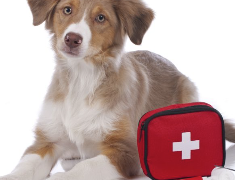 iPet Award in Level 3 Canine First Aid