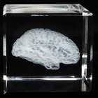 Crystal Sculpture of Pial Surface of the brain with University Branding