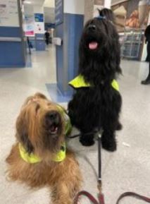 POOCHES Therapy Dogs Bertie and Ruby