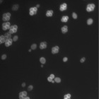 Yeast tetrads