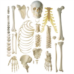 Skeleton Hire