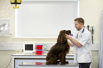 male student examining a dog