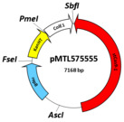 Geobacillus CRISPR-Cas9