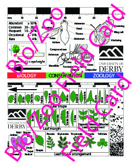 Image of card